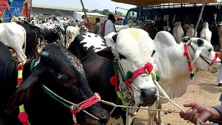 China, Pakistan sign livestock tech agreements under second phase of CPEC  cpecinfo.com